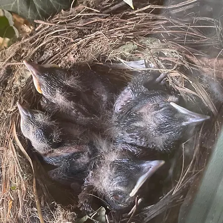 The Grand Piano Apartment *