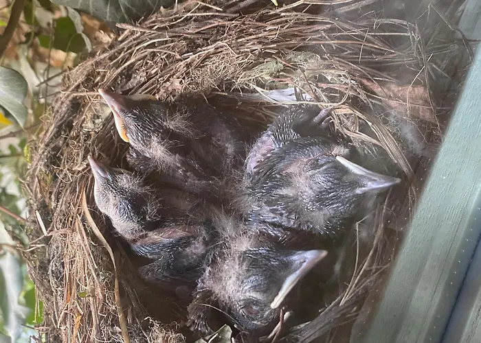 The Grand Piano Apartamento *