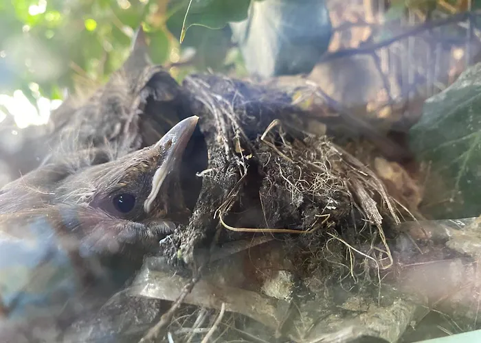 Apartment The Grand Piano